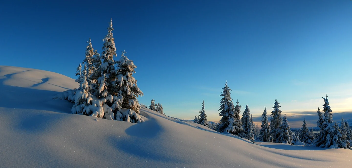 Snøkledde grantrær på Kvitfjell